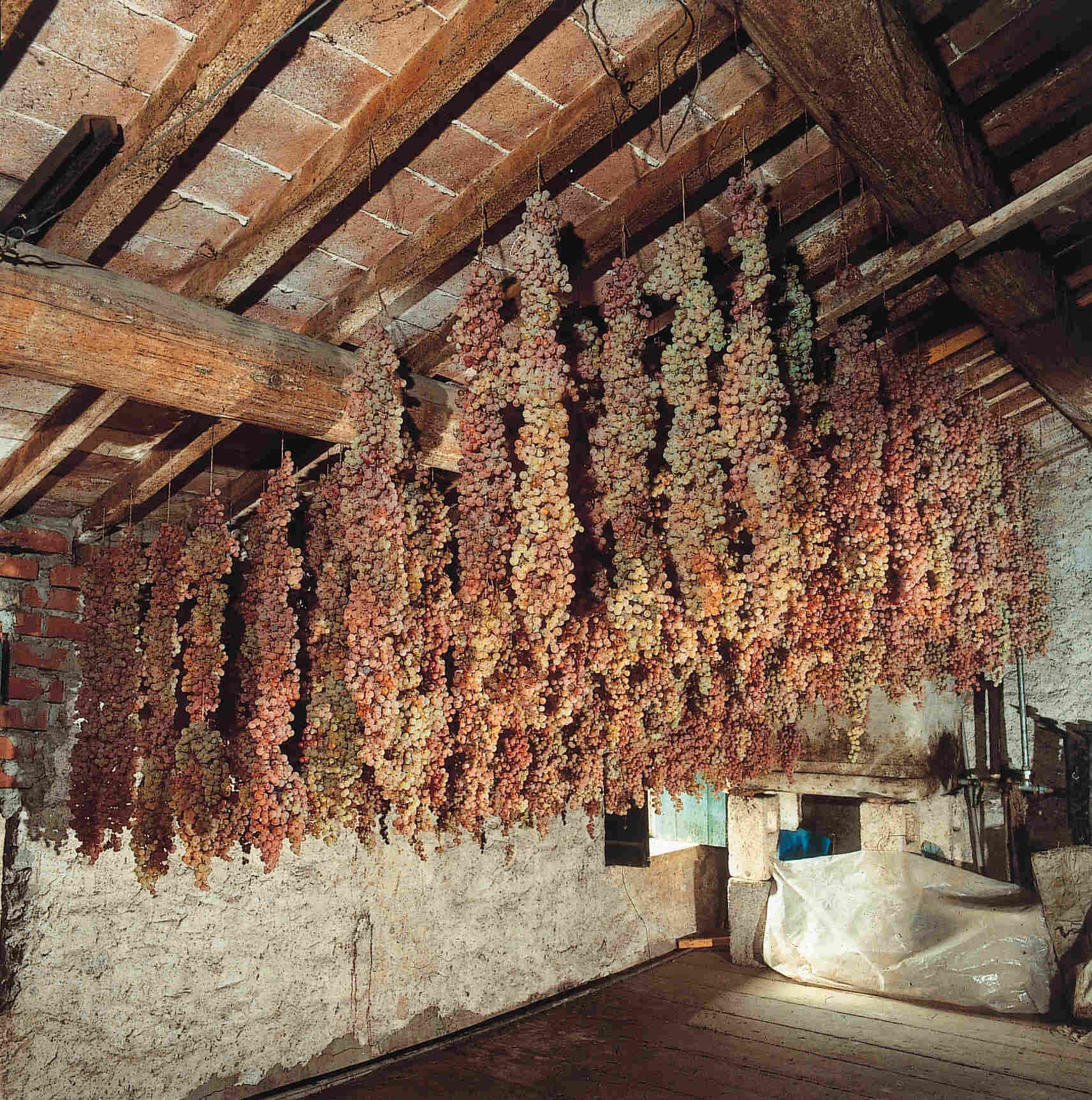 Interior of a rustic attic space with wooden beams and brick roof, rows of dried grape clusters hanging from the rafters.