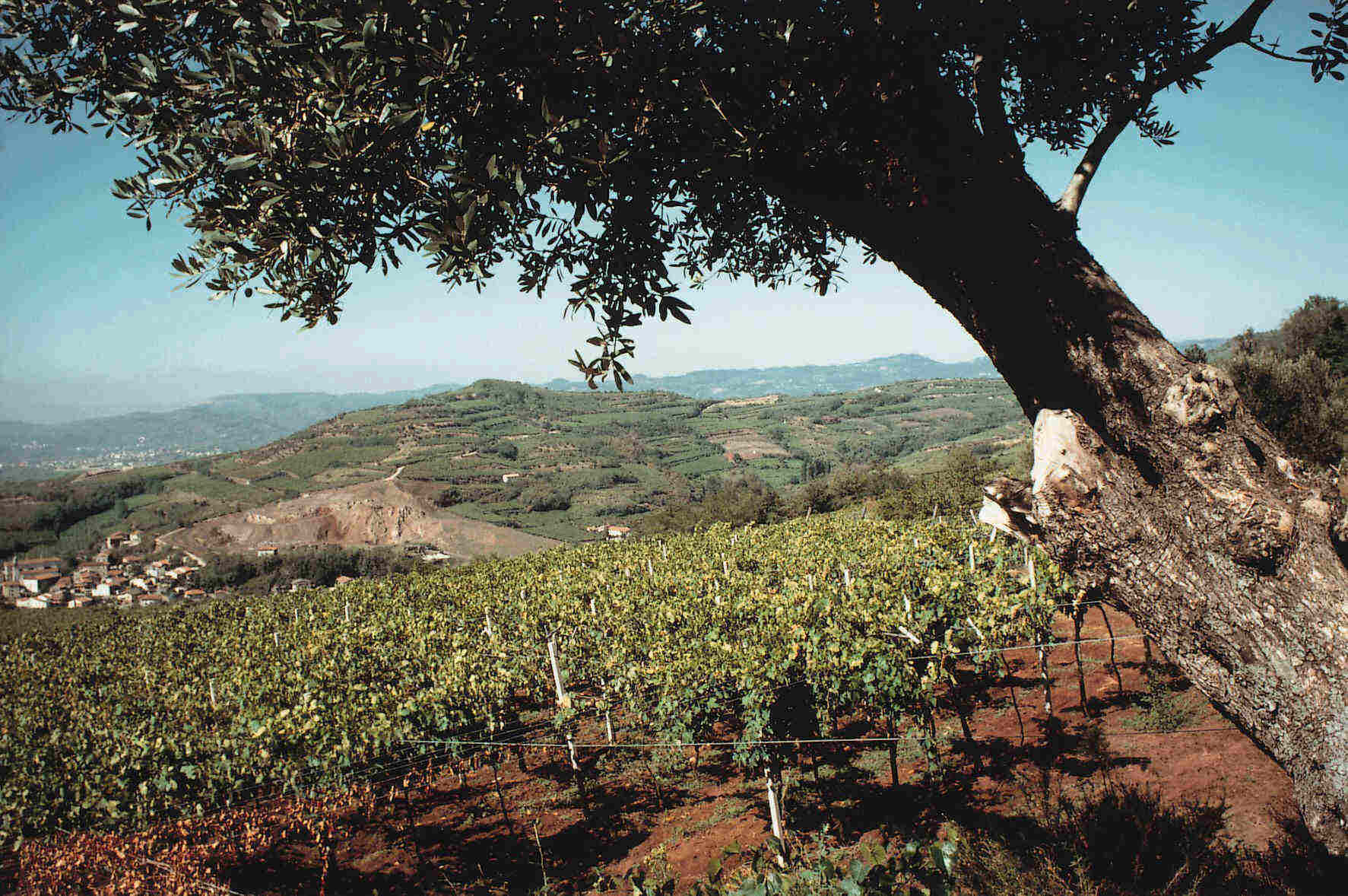 Hillside vineyard rows under a large tree with distant hills and a small village, green and brown tones, calm rural mood