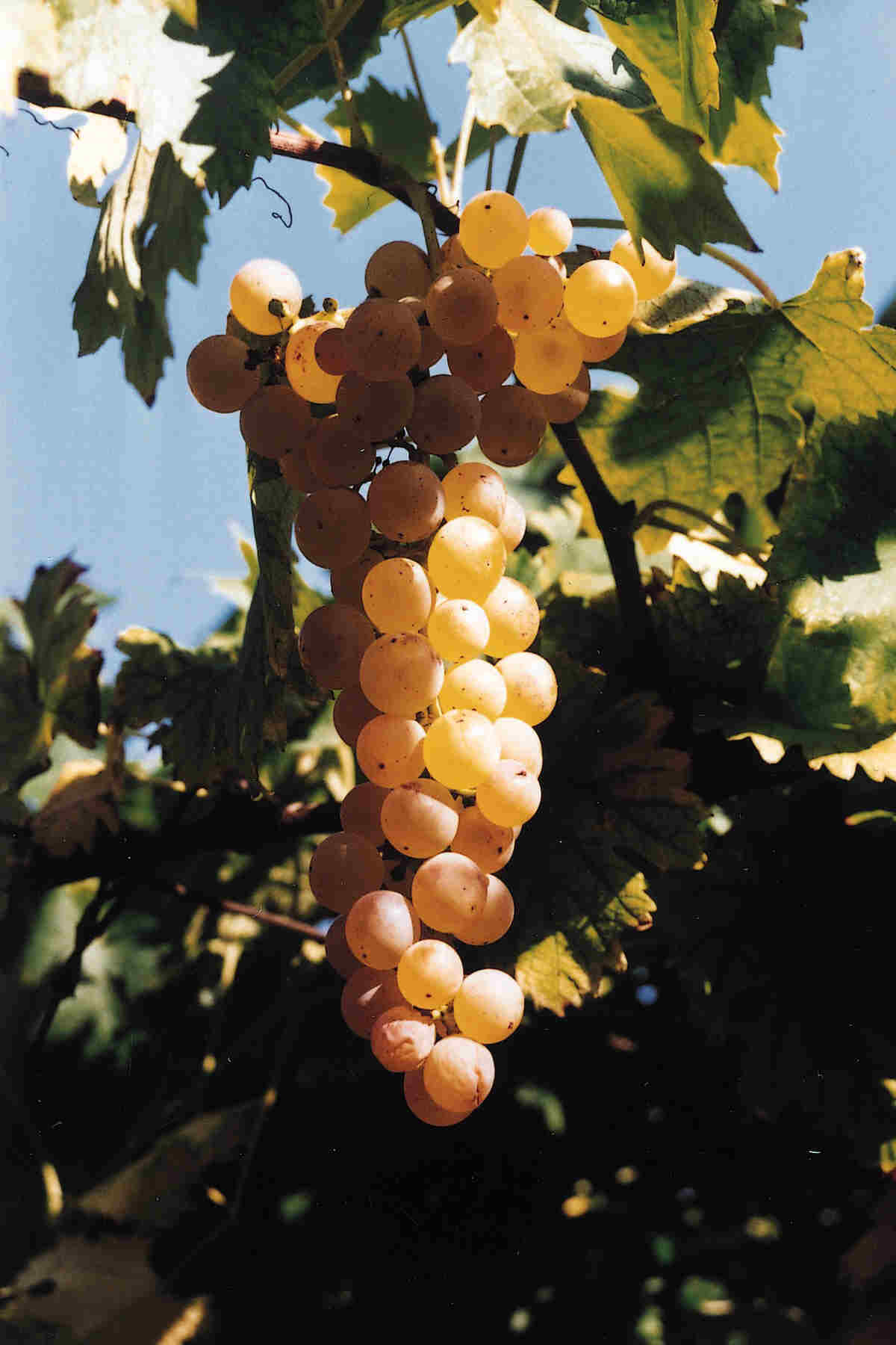 Close-up of a bunch of golden and reddish grapes hanging from a vine with green leaves, backlit by sunlight against a blue sky